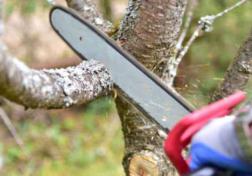 Piła w ruch po 60 dniach. Sejm szykuje wielką zmianę na prywatnych działkach