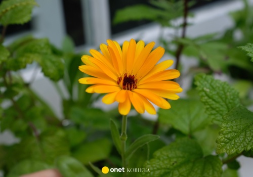 Naturalny sposób na infekcje i rany. Nagietek działa cuda