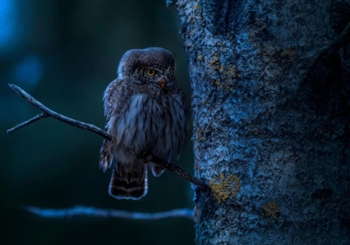 Noc sów w lesie pod Ciechanowem. Nadleśnictwo zorganizuje wieczorny spacer
