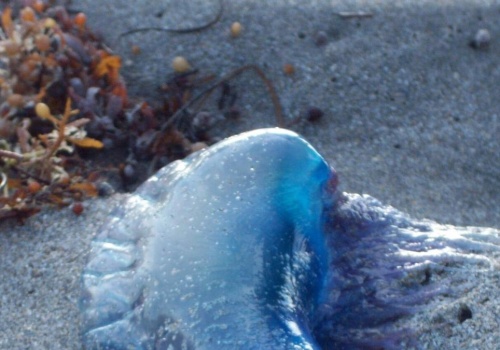 Niebezpieczne meduzy w Garachico. Wprowadzono zakaz kąpieli