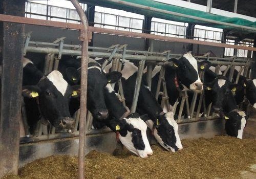 Hodowcy mogą otrzymać 70 proc. zwrotu składki za ubezpieczenie swoich zwierząt