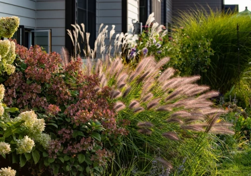 Te trawy o wspaniałych pióropuszach osłonią najlepiej przed wzrokiem sąsiadów