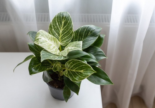 Stosuję metodę mojej babci. Dzięki niej filodendron wreszcie zaczął rosnąć