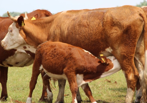 Produkcja wołowiny w ekoschemacie QMP. 21 marca mija ważny termin