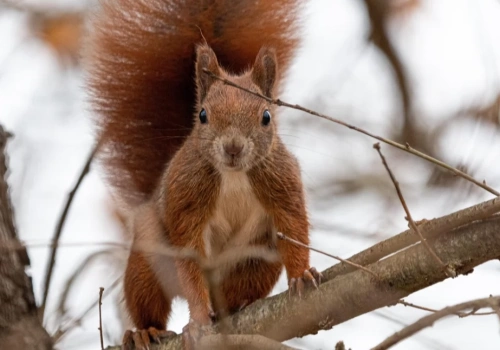 Bez naszej pomocy nie przetrwają, bo wiewiórki nie zapadają w sen zimowy