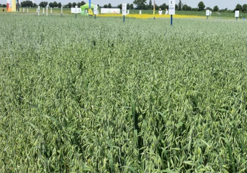 Owies jary 2026: kiedy siać i ile wysiać na hektar?