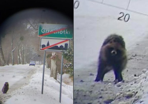 Kontrola drogowa i… dziwne zwierzę na horyzoncie. Nietypowa scena przy granicy z Rosją