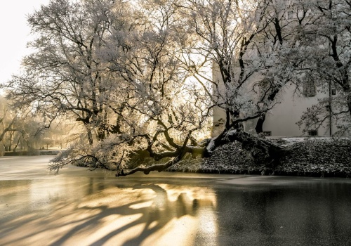 To już ostatnie dni głosowania na Europejskie Drzewo Roku, Szydłowiec walczy o zwycięstwo!