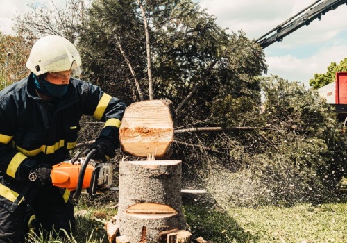 Milcząca zgoda na wycinkę drzew. Nowe zasady dla właścicieli posesji