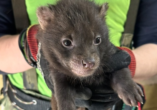 Nowi lokatorzy łódzkiego ZOO. To małe pakożery