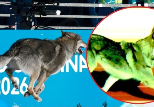 Pies skradł show na trasie sprintu. Najlepszy fotofinisz igrzysk?