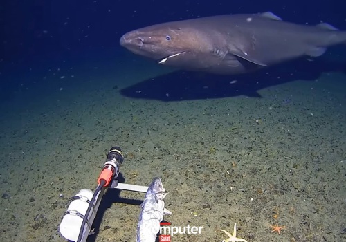 Rekin w lodowanych wodach Antarktydy. Pierwsze takie wideo w historii