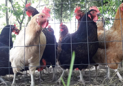 Drób na własne potrzeby: czy jest obowiązek zgłaszania w PIW? Jakie zakazy, nakazy i kary?