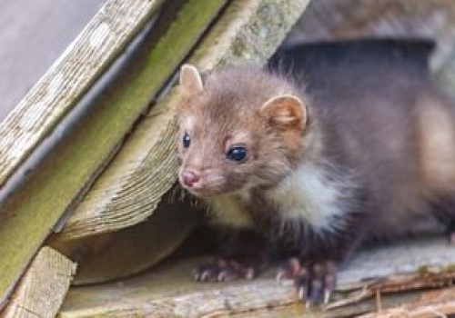 Spryskaj w kilku miejscach. Kuny uciekną w popłochu