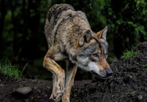 Burmistrz Przyrowa wydał komunikat ws. pojawienia się wilków na terenie gminy