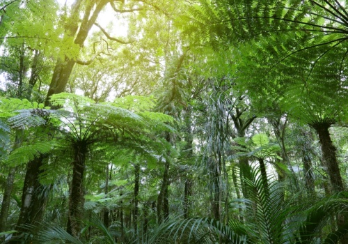 Lasy tropikalne generują opady deszczu „warte” miliardy