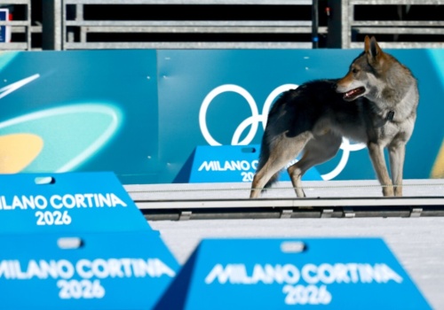 Pies skradł show podczas igrzysk olimpijskich! Wabi się Nazgul