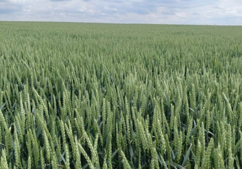 Czy produkty mikrobiologiczne poprawiają plonowanie roślin?