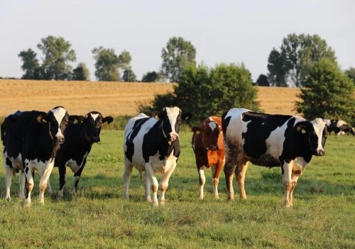 Choroba niebieskiego języka na Dolnym Śląsku. Co ze strefą?