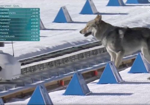 Pies na trasie IO skradł show. Takiego finiszu nikt się nie spodziewał