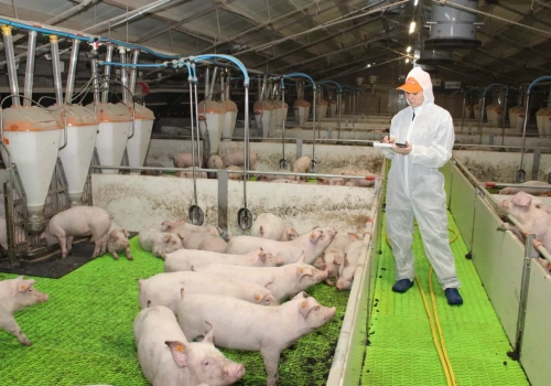 Wentylacja i pełna automatyka. Tak wygląda nowa odchowalnia prosiąt u rolnika z Wielkopolski