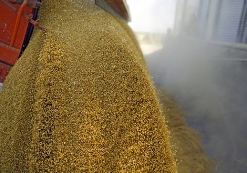 18.02.2026 Ceny skupu zbóż, kukurydzy, oleistych i strączkowych: na rynku zbóż spokojnie