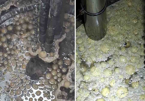 Słupia pod Kępnem. Pączki  zatkały kanalizację, były ich setki   