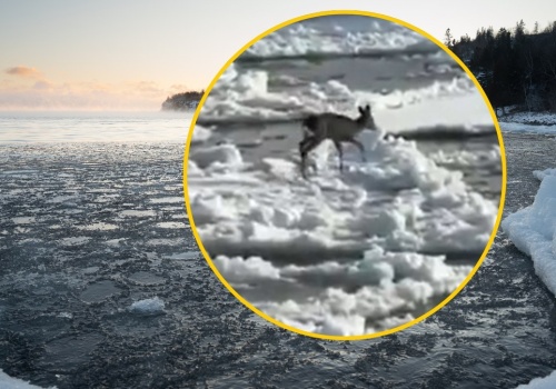 Sarna dryfowała na krze. Niecodzienna interwencja na Wiśle