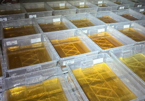 CBŚP w Goplanie. Wiadomo już, czego szukali funkcjonariusze