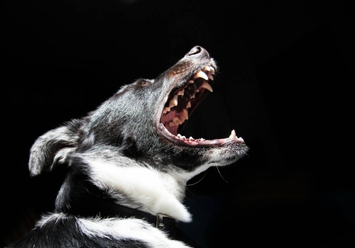 Pogryzienia zwierząt przez psy: rosnący problem w Europie