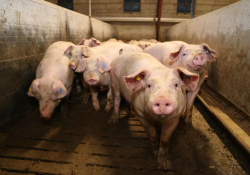 Tuczniki droższe nawet o 30 gr. Jakie są aktualne ceny świń w Polsce?