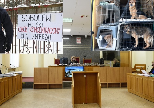 Zwrot w sprawie właściciela schroniska w Sobolewie. Grozi mu surowsza kara