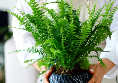 Zamiast do zlewu – do doniczki. Ten kuchenny „odpad” działa jak naturalne turbo dla paproci