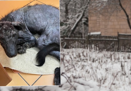 Szukał pomocy u ludzi i głośno płakał. Na jego widok pęka serce