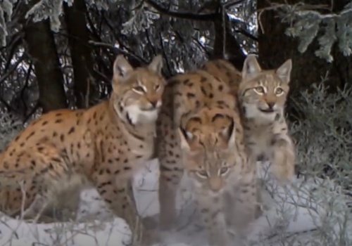 Trzy rysie w fotopułapce Babiogórskiego Parku Narodowego | WIDEO