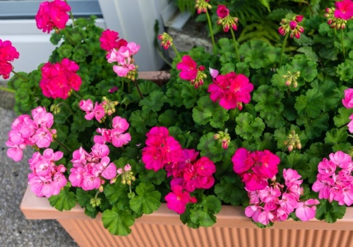 Nie przegap tego terminu wybudzania pelargonii. Inaczej szybko nie zakwitną