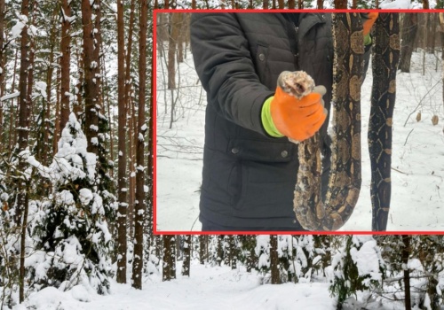 Egzotyczny gad na Mazowszu. Tajemnicze znalezisko na skraju lasu