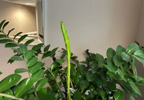 Namocz, poczekaj, podlej zamiokulkasa. Tą kuchenną odżywką wybudziłam roślinę z zimowego snu