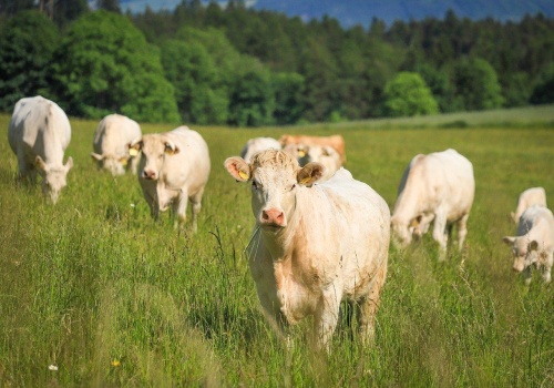 Kto powinien mieć pierwszeństwo do łąk z KOWR? Hodowcy stawiają sprawę jasno