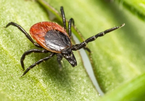 Czy czeka nas inwazja kleszczy tej wiosny? Ekspert wyjaśnia, czy mróz ogranicza ich populację