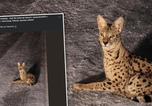 Dostali zgłoszenie o 