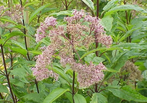 Ta bylina tworzy 2-metrową ścianę kwiatów. Motyle nie mogą się jej oprzeć