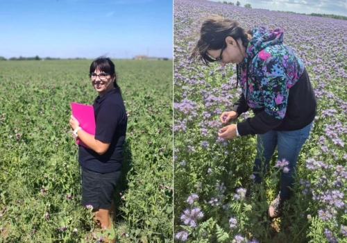 Wsiewki w uprawy jare. Jeden siew, dwa plony i korzyści dla gospodarstwa