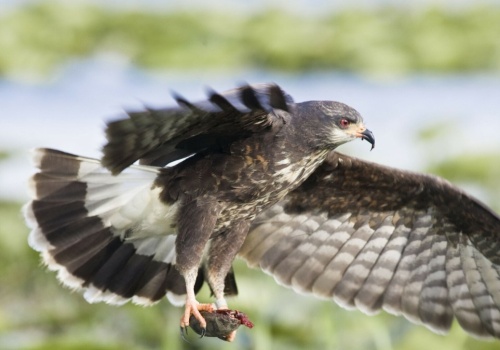 Inwazyjne gatunki zawróciły ptaka znad przepaści. Miał już wyginąć