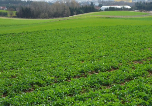 Chowacze, zgorzele, Phoma w rzepaku – co zrobić, by nie przegrać plonu?