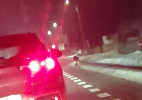 Zwierzę przypominające wilka widziane w rejonie Nowych Igań. Policja i służby interweniowały