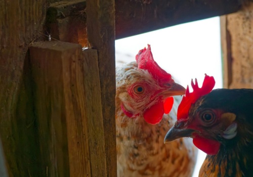 Mieszkańcy mają dość piania kur. Władze chcą podjąć kontrowersyjne kroki