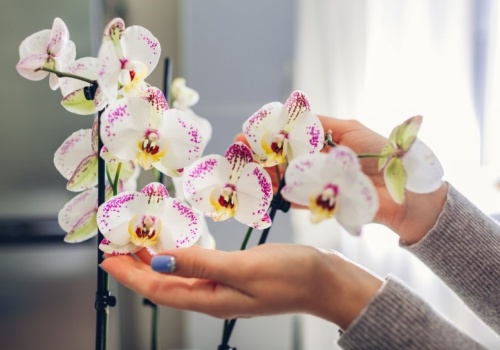 Rozcieńczam i spryskuję tym storczyka. Dzięki temu w końcu wypuszcza kwiaty