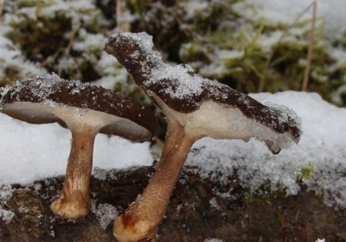 Nie daj się nabrać. Ten zimowy grzyb wygląda kusząco, ale ma jedną wadę