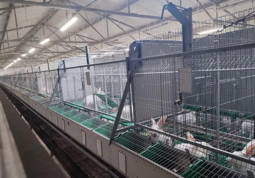 Hodowla królików na mięso: 83 tys. sztuk rocznie w Krotoszynie